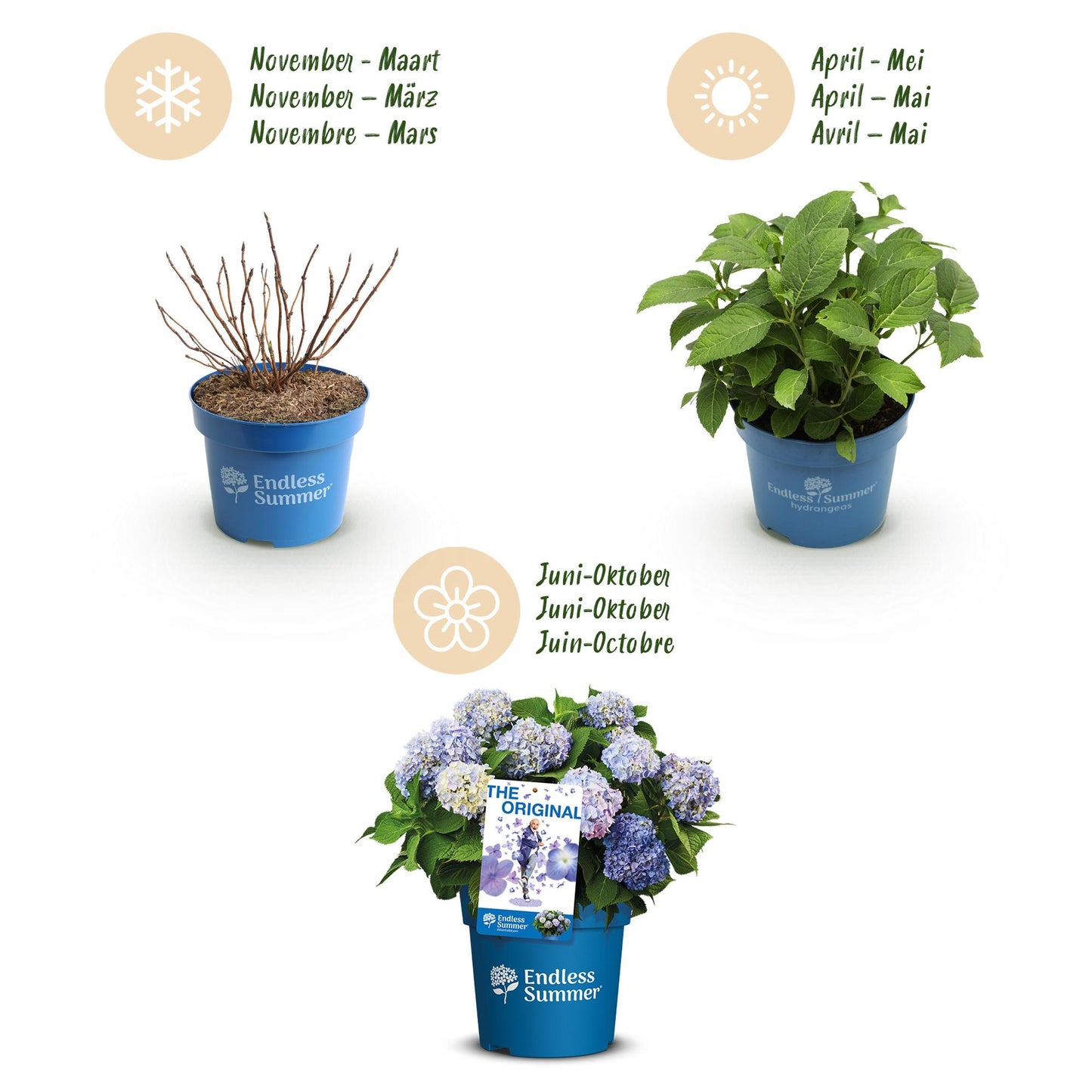 🌸 Hydrangea ‘The Original Blue’ | Hortensia (4 Stuks)