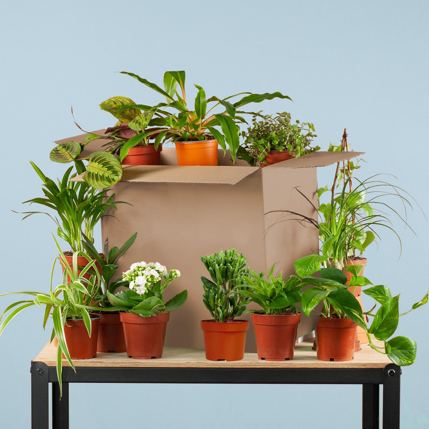 🌿 Groene Kneusjesbox – Red de planten met een schoonheidsfoutje  (12 stuks)