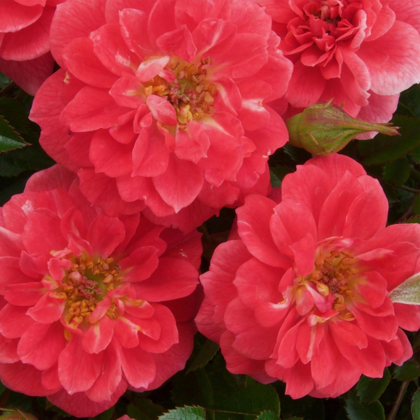 🌸 Rosa ‘Salmon Queen’ – Klimroos (2 Stuks)