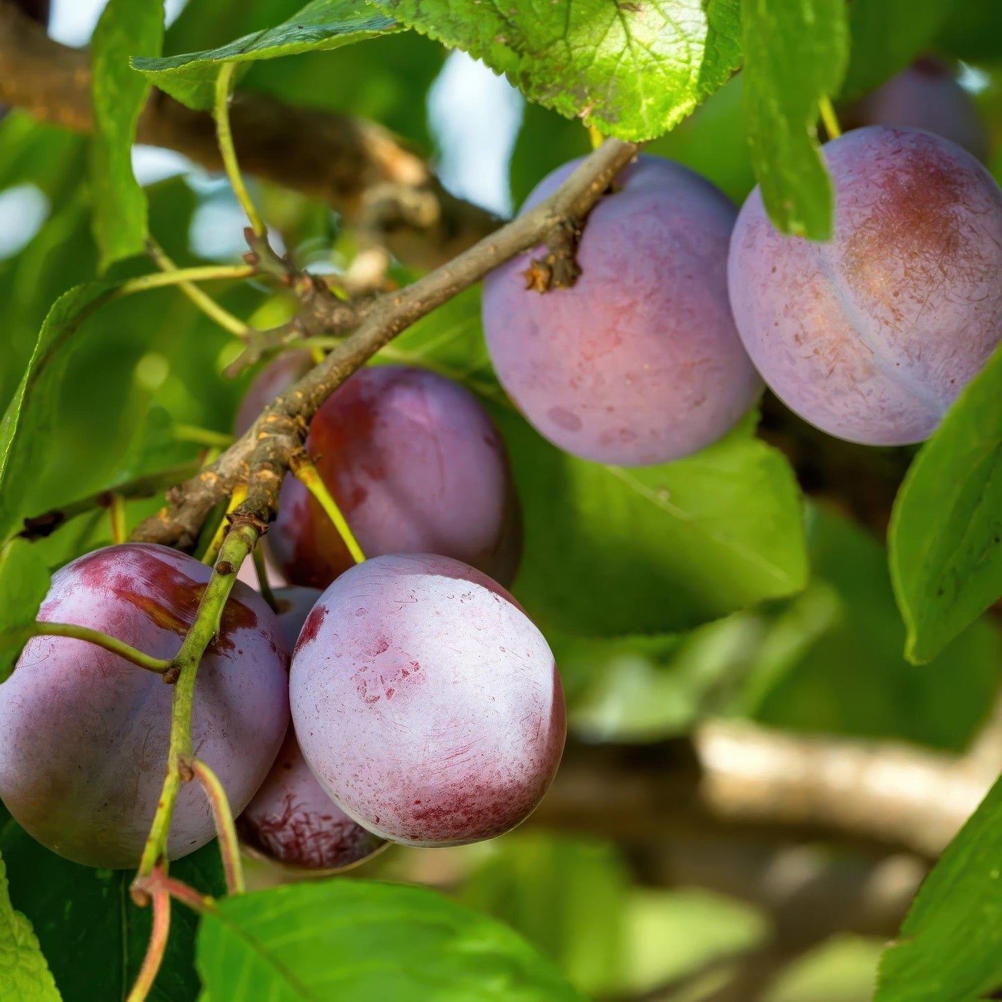 🍑 Prunus domestica ‘Opal’ – Pruimenboom