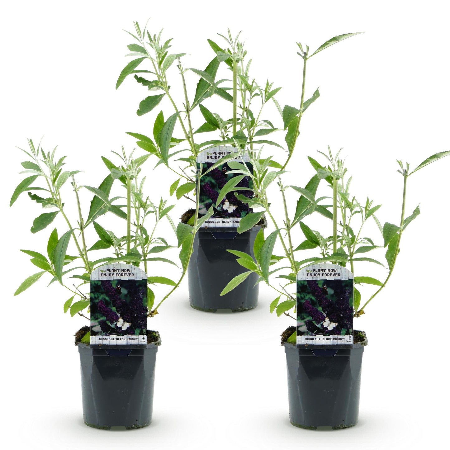 🦋 Buddleja davidii ‘Black Night’ – Paarse Vlinderstruik | (3 stuks)