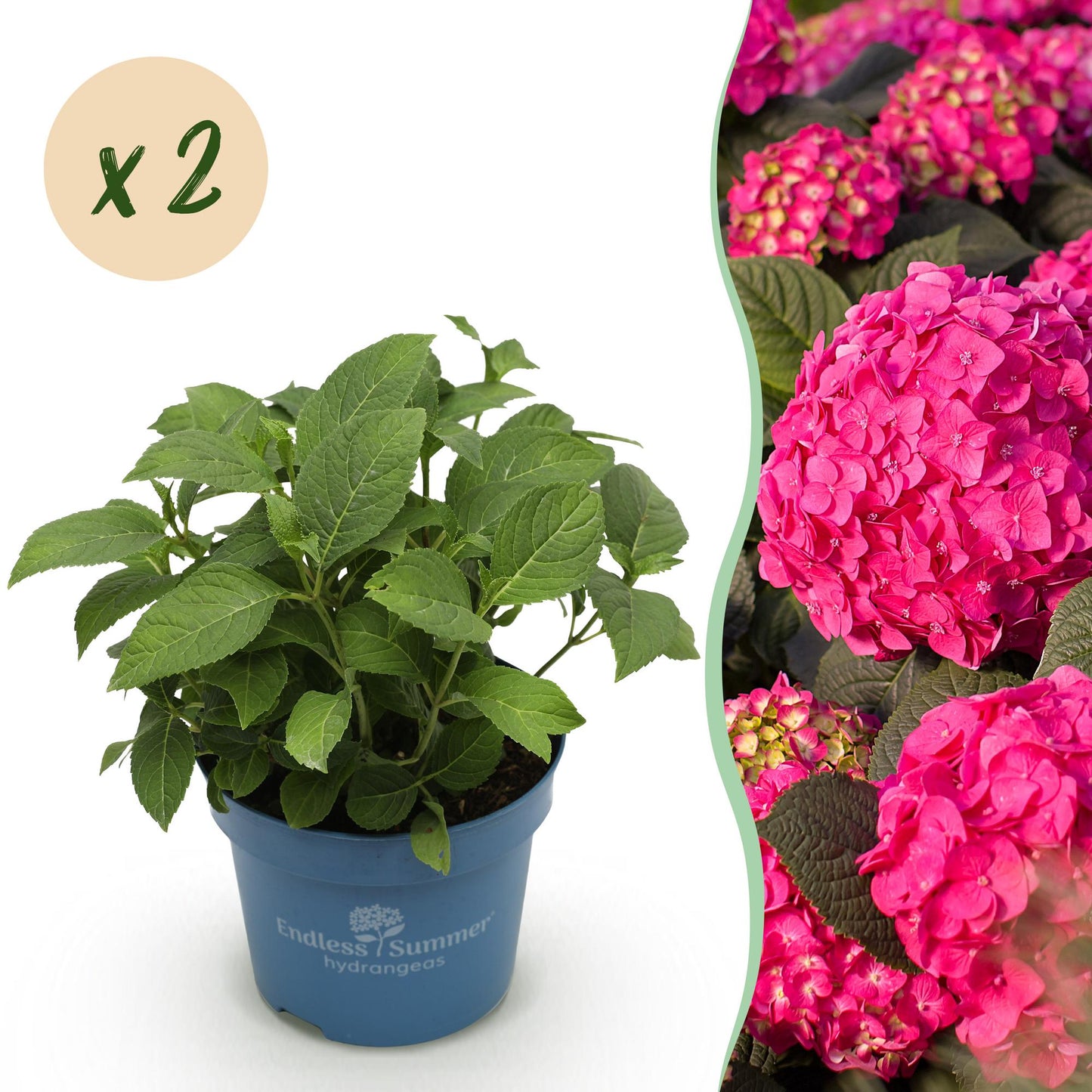 🌸 Hydrangea ‘Summer Love Red’ | Hortensia (2 Stuks)