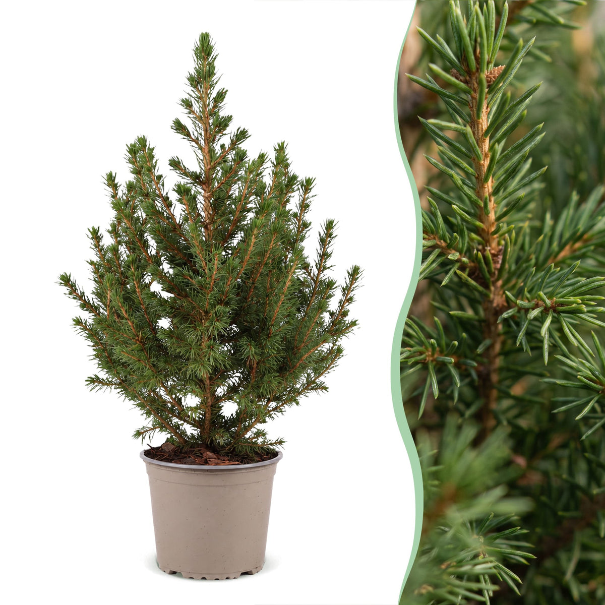 🎄 Picea glauca ‘Conica’ – Groene kegelspar
