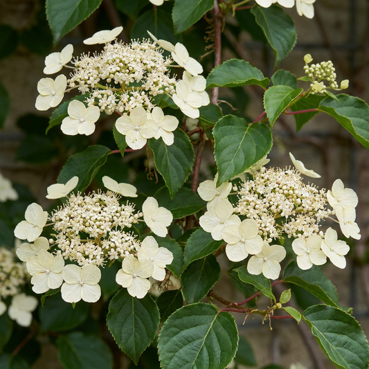 🤍 Hydrangea anomala subsp. petiolaris – Klimhortensia – Witte klimplant