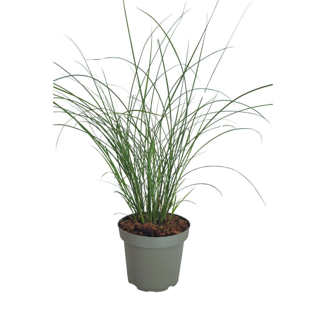 🌾 Miscanthus sinensis 'Gracillimus' – Prachtriet | 3 stuks