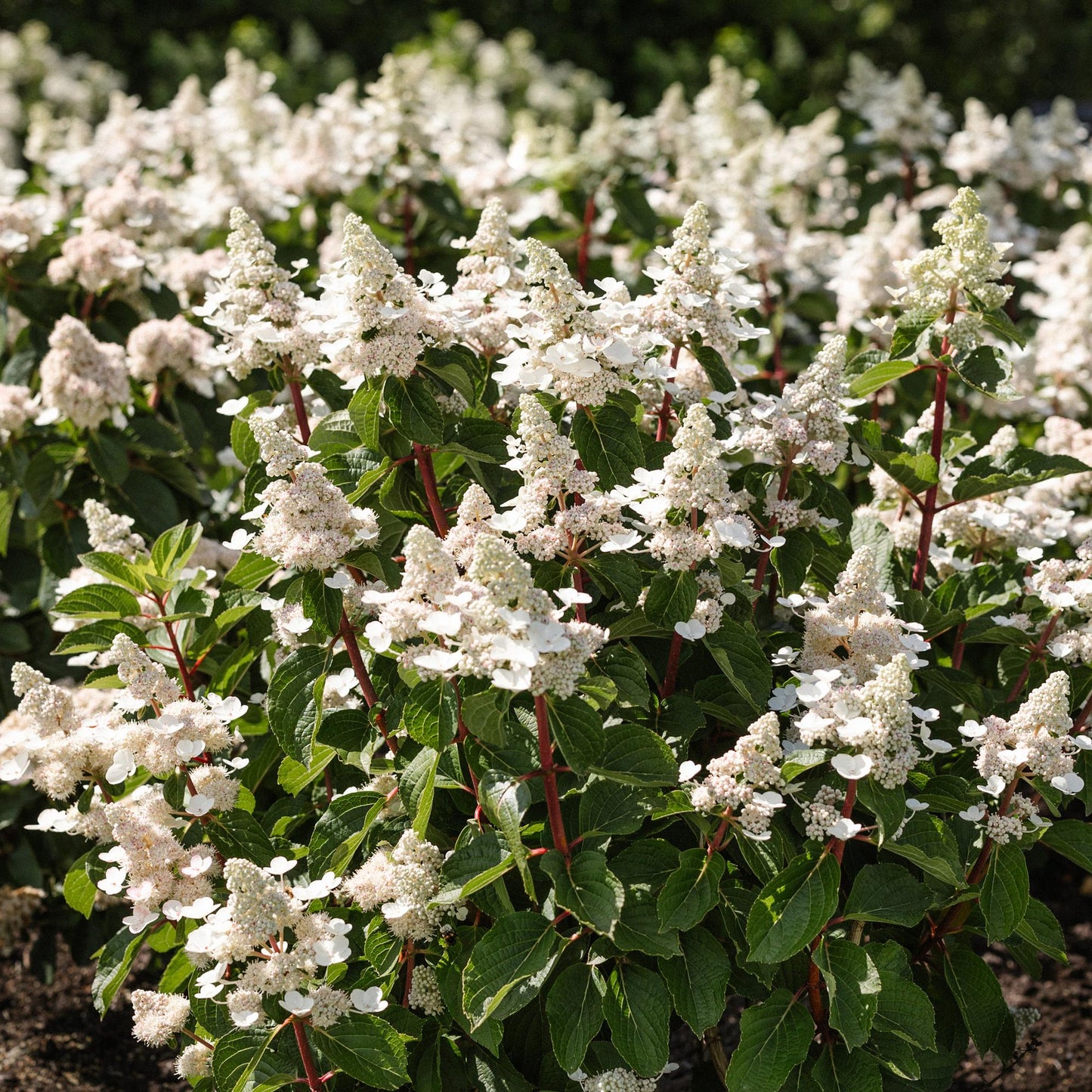 🌸 Hydrangea panniculata ‘Living Infinity’ – Pluimhortensia