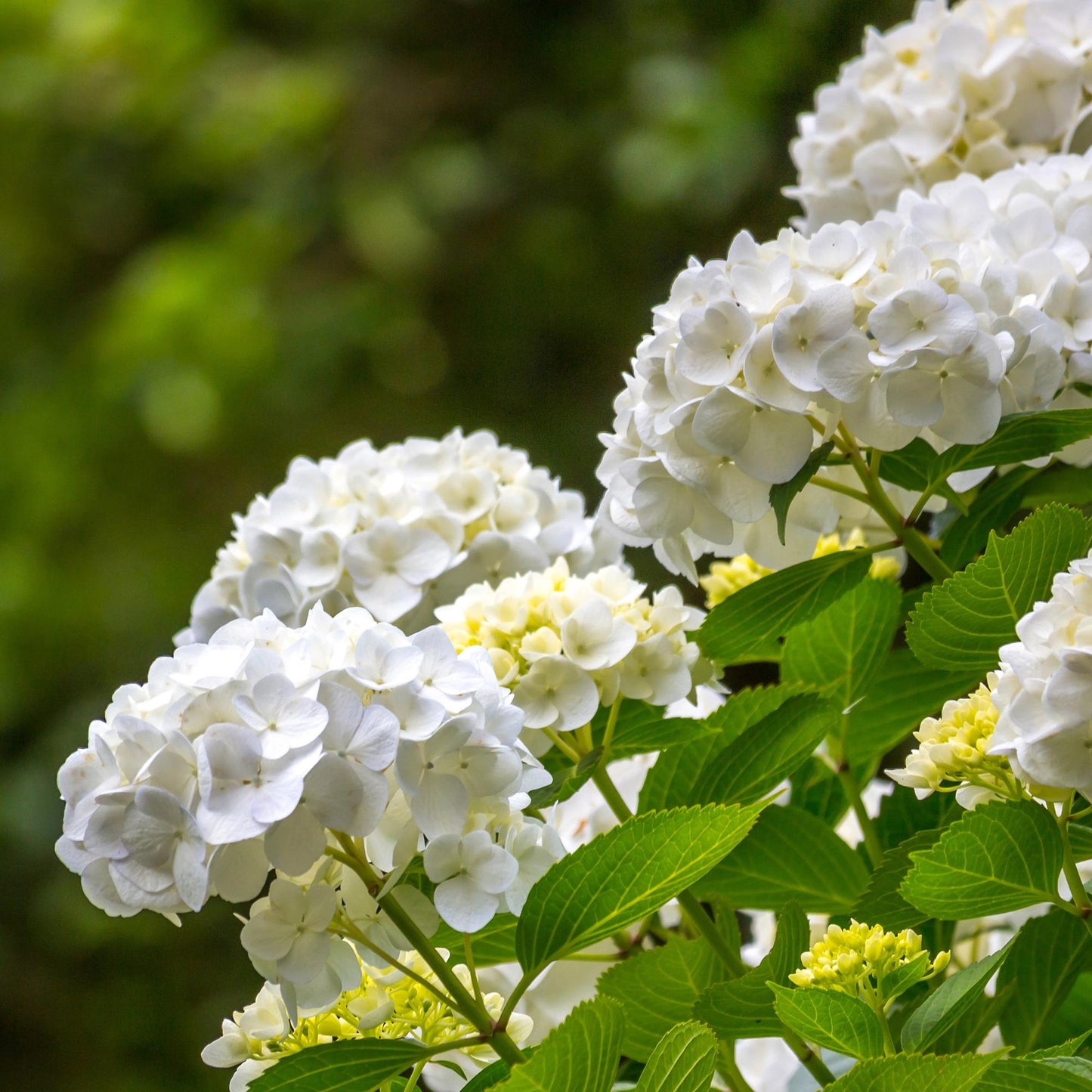 🌸 Hydrangea macrophylla – Witte Hortensia (3 Stuks)
