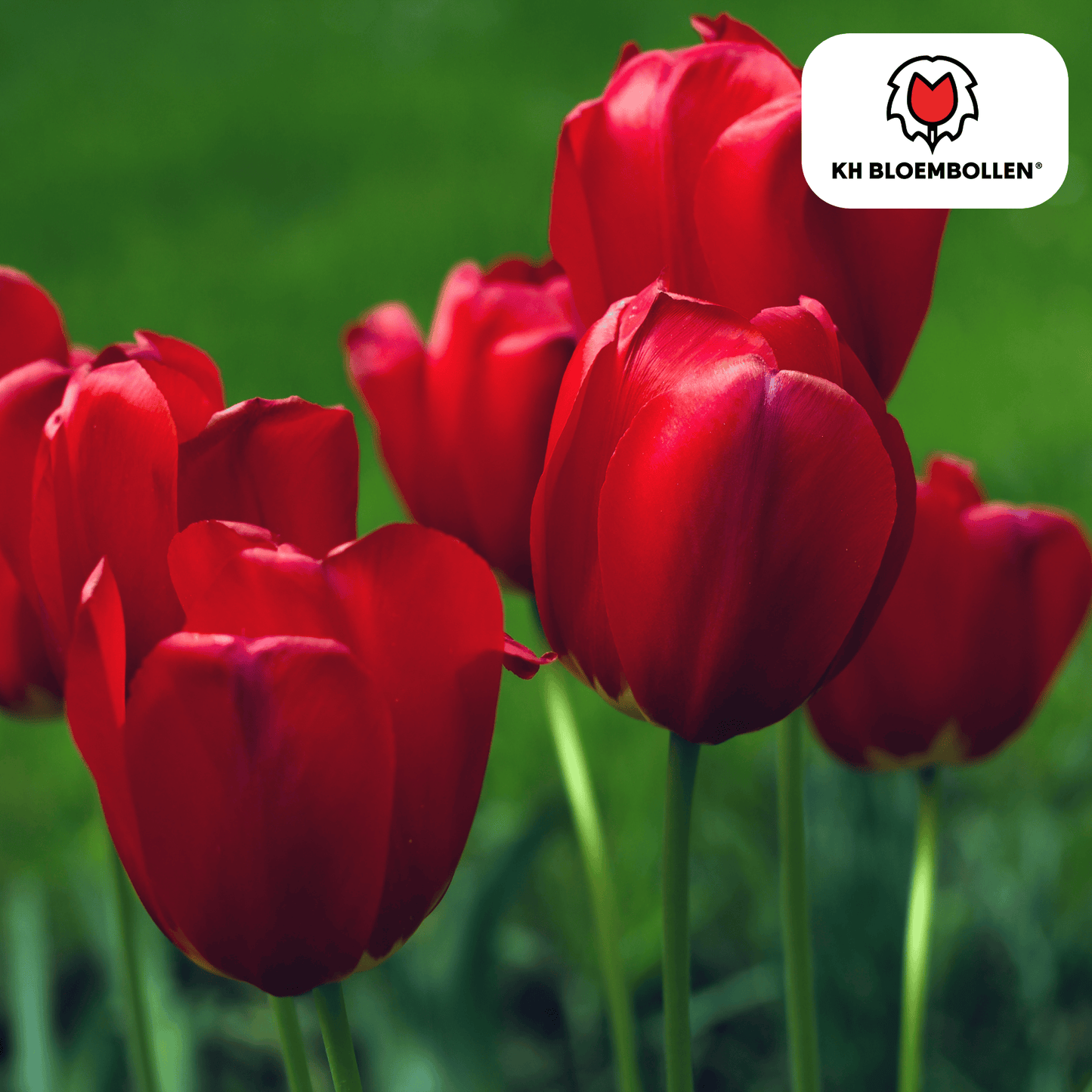 🌷 Tulpenbollen ‘Seadov’ – Dieprode Tulp (20 Stuks)