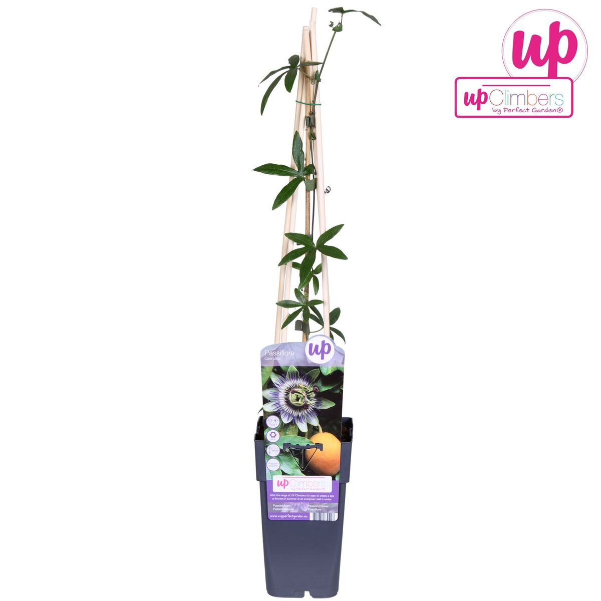 🌸 Passiflora caerulea – Ø15cm – ↕65cm – Blauwe Passiebloem