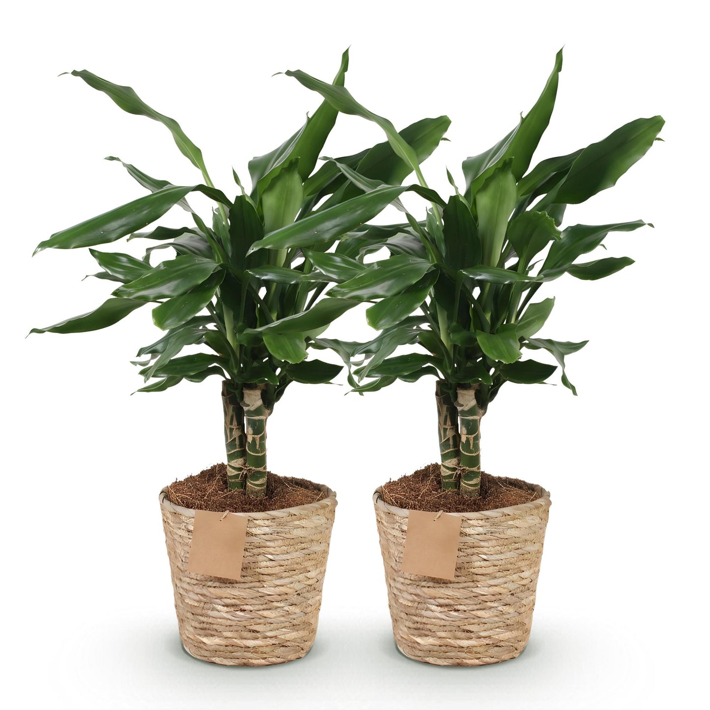 🌿 Dracaena ‘Steudneri’ | Drakenbloedboom Set met Mand (2 Stuks)
