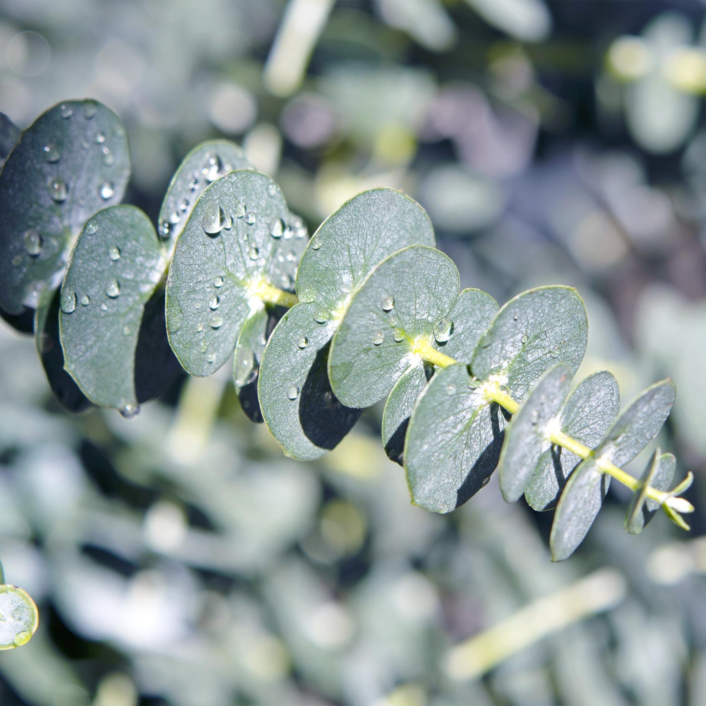 🌿 Eucalyptus gunnii – Eucalyptus Boom | (2 stuks)