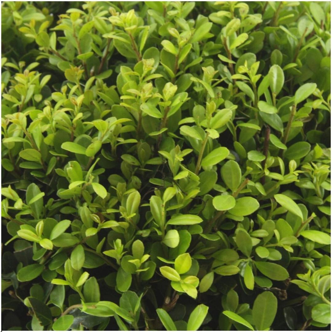 🌿 Ilex crenata ‘Jenny’ | Buxus Vervanger (72 Stuks – 12x 6-pack)
