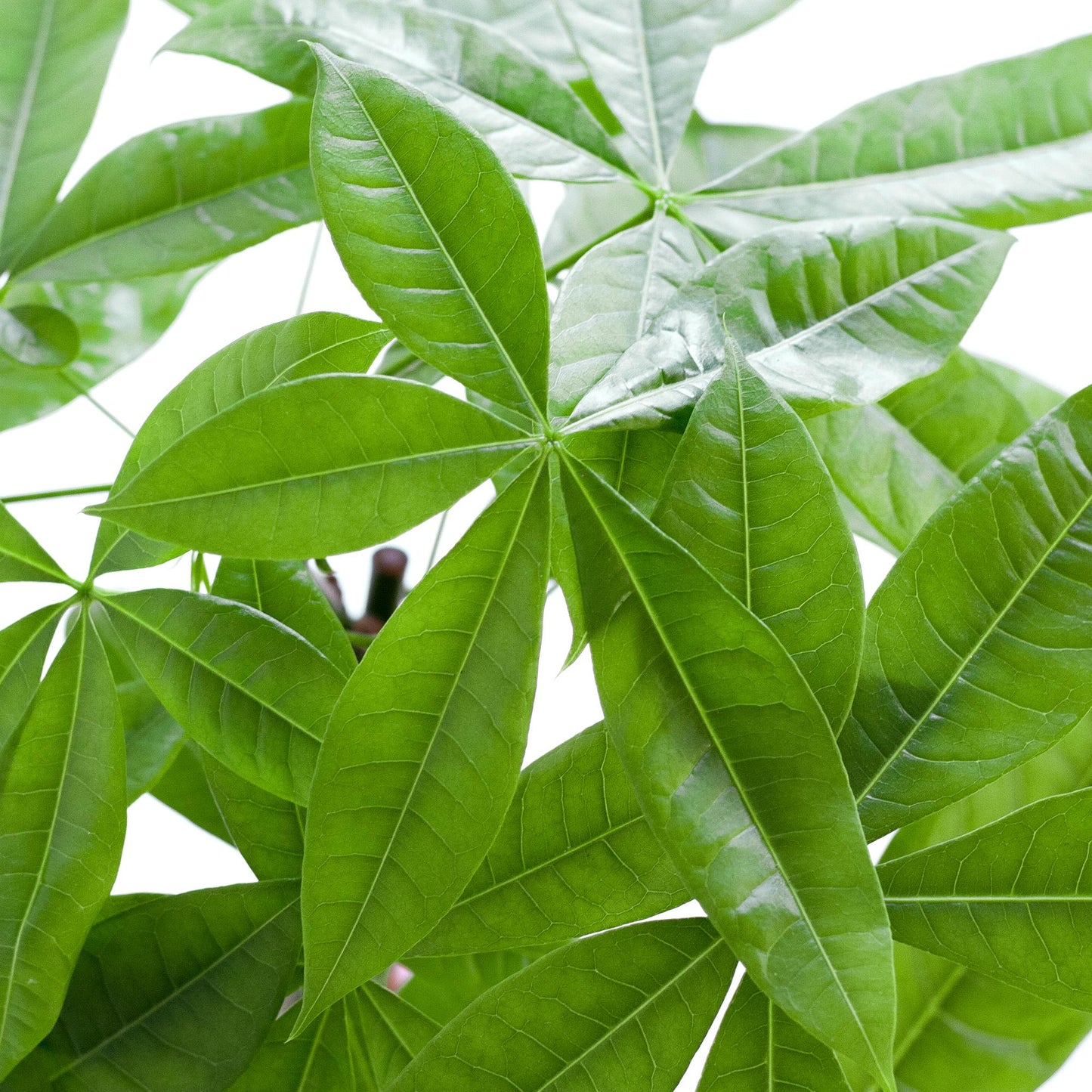 💰 Pachira Aquatica – Geluksboom met Vibers Pot Grijs