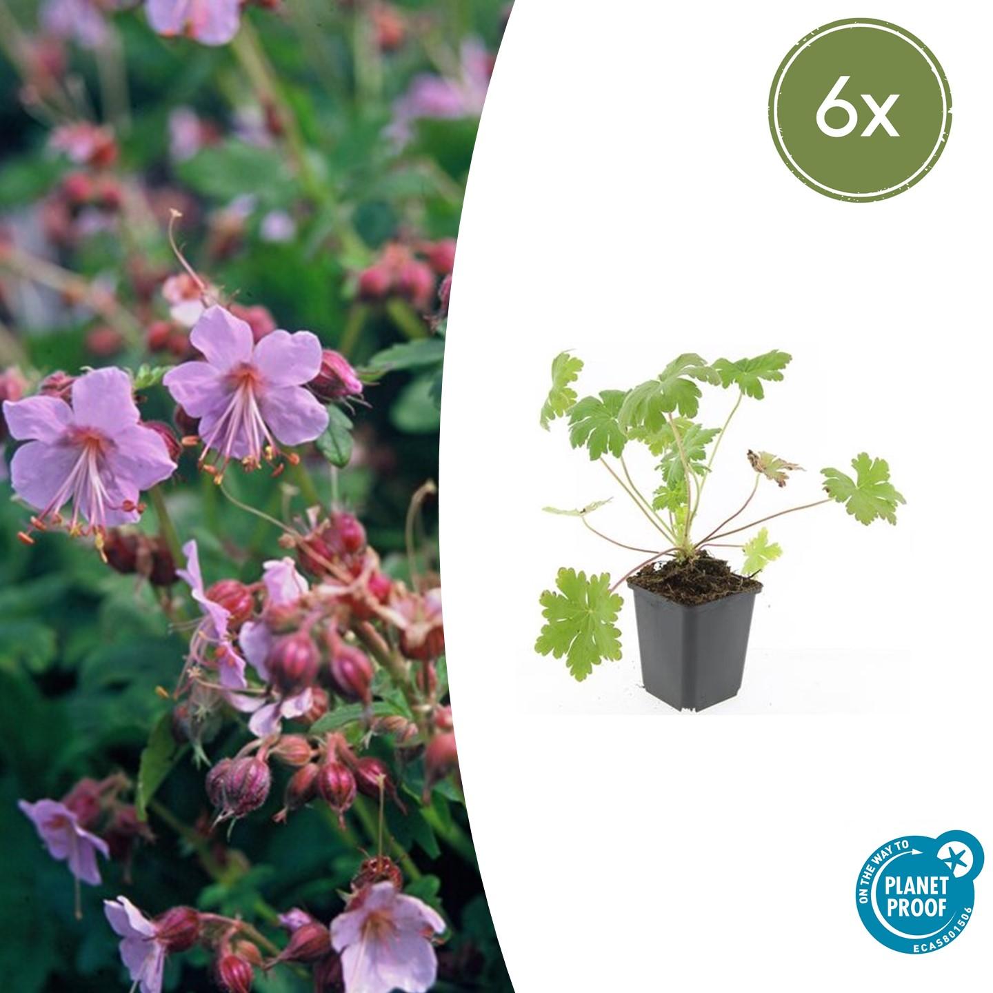 🌸 Charmante Geranium ‘Ingwersen’s Var.’ – Geurende Bodembedekker – 6 stuks