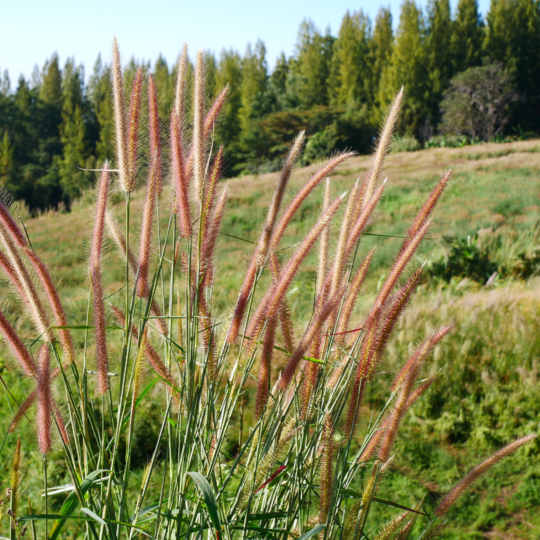 🌾 Miscanthus sinensis 'Zebrinus' – Zebragras | 3 stuks
