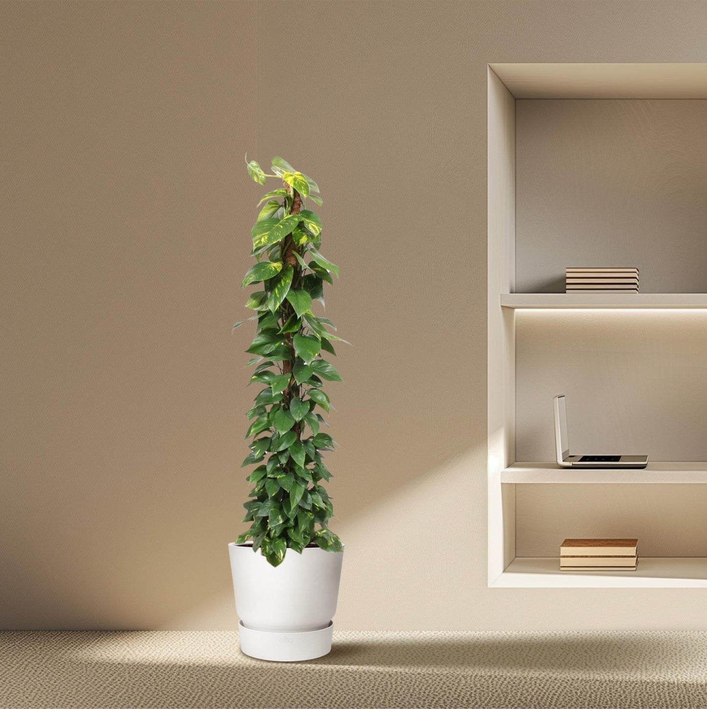 🌿 Epipremnum Aureum – Grote Klimplant op Mosstok