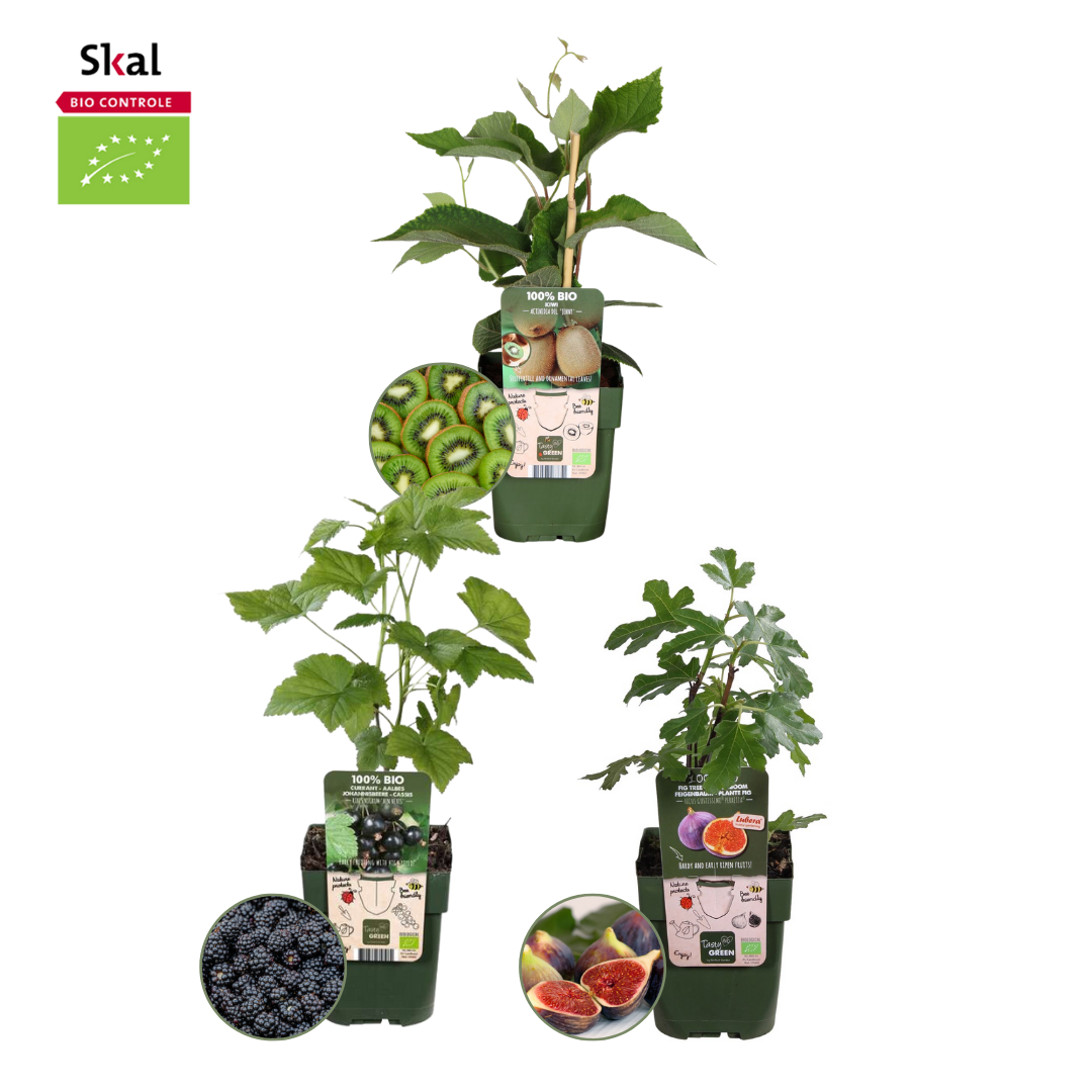 🍇 BIO Fruitplanten Mix ‘Zoete Oogst’ (3 Stuks)