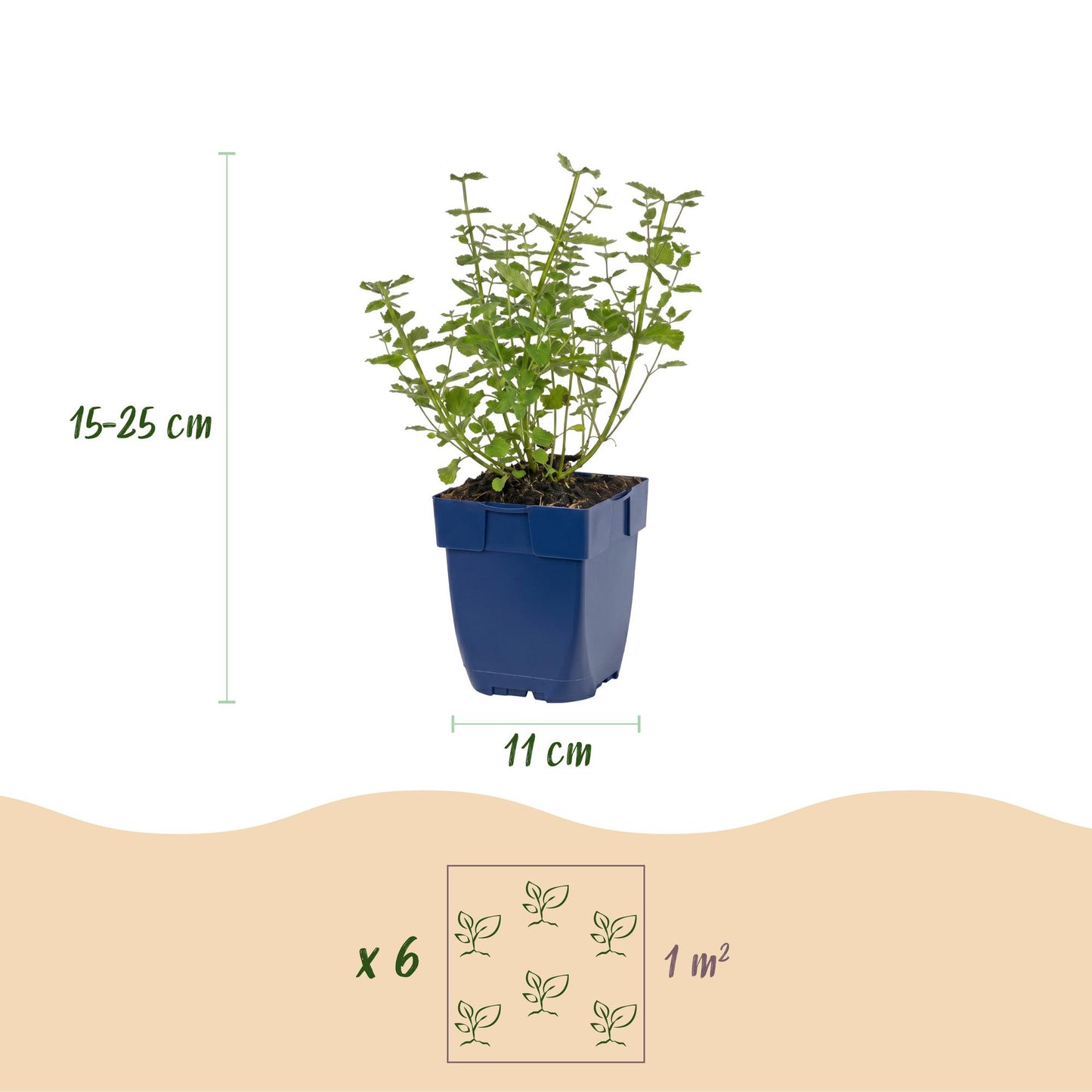 🌿 Nepeta × faassenii 'Walker's Low' – Kattenkruid | 3 stuks
