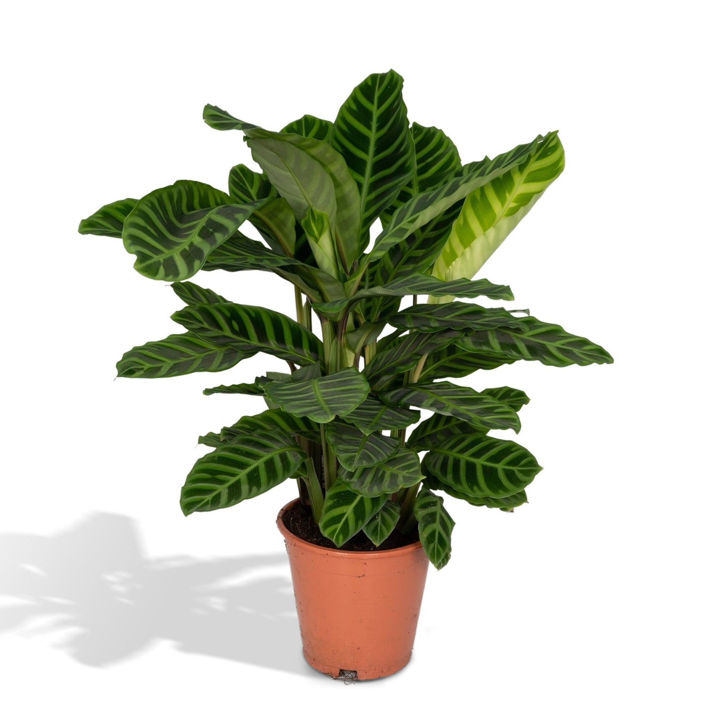 🌿 Calathea Zebrina | Grote Pauwenplant