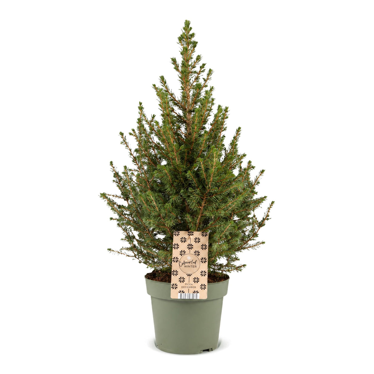 🎄 Picea glauca ‘Conica’ – Groene kegelspar voor een sfeervolle kerst