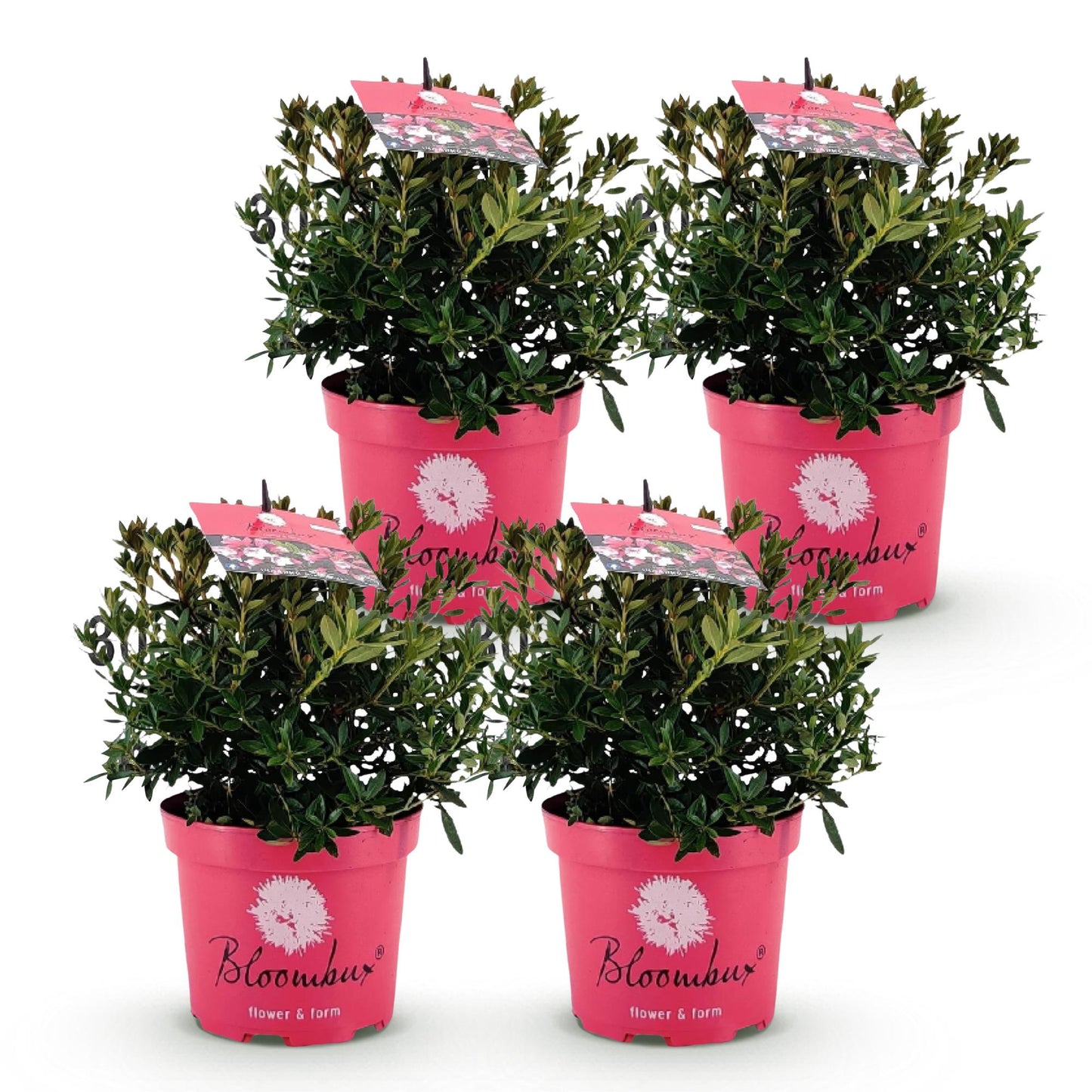 🌿Rhododendron ‘Bloombux Magenta’ – Dwerg Rhododendron | (4 stuks)