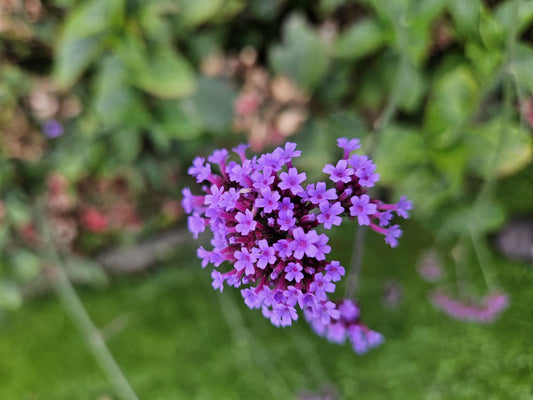 🌸 Verbena bonariensis ‘Lollipop’ – IJzerhard (6 Stuks)