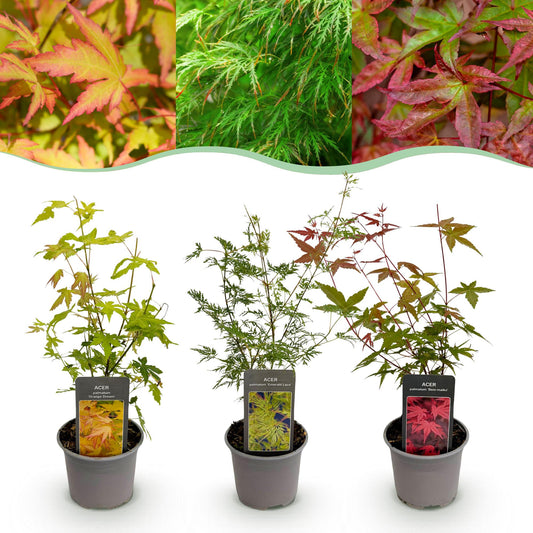 🍁 Acer palmatum ‘Tricolour’ – Japanse Esdoorn Rood-Groen-Oranje (3 stuks)