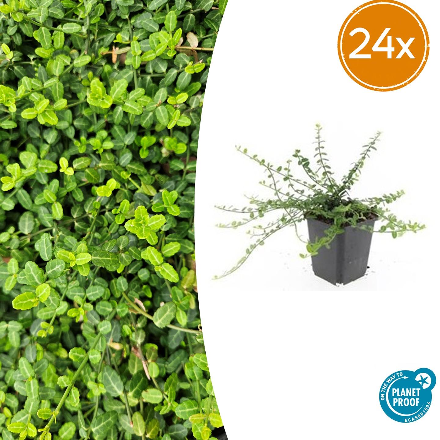 🌿 Euonymus fortunei ‘Minimus’ | Fijne Bodembedekker (24 Stuks)