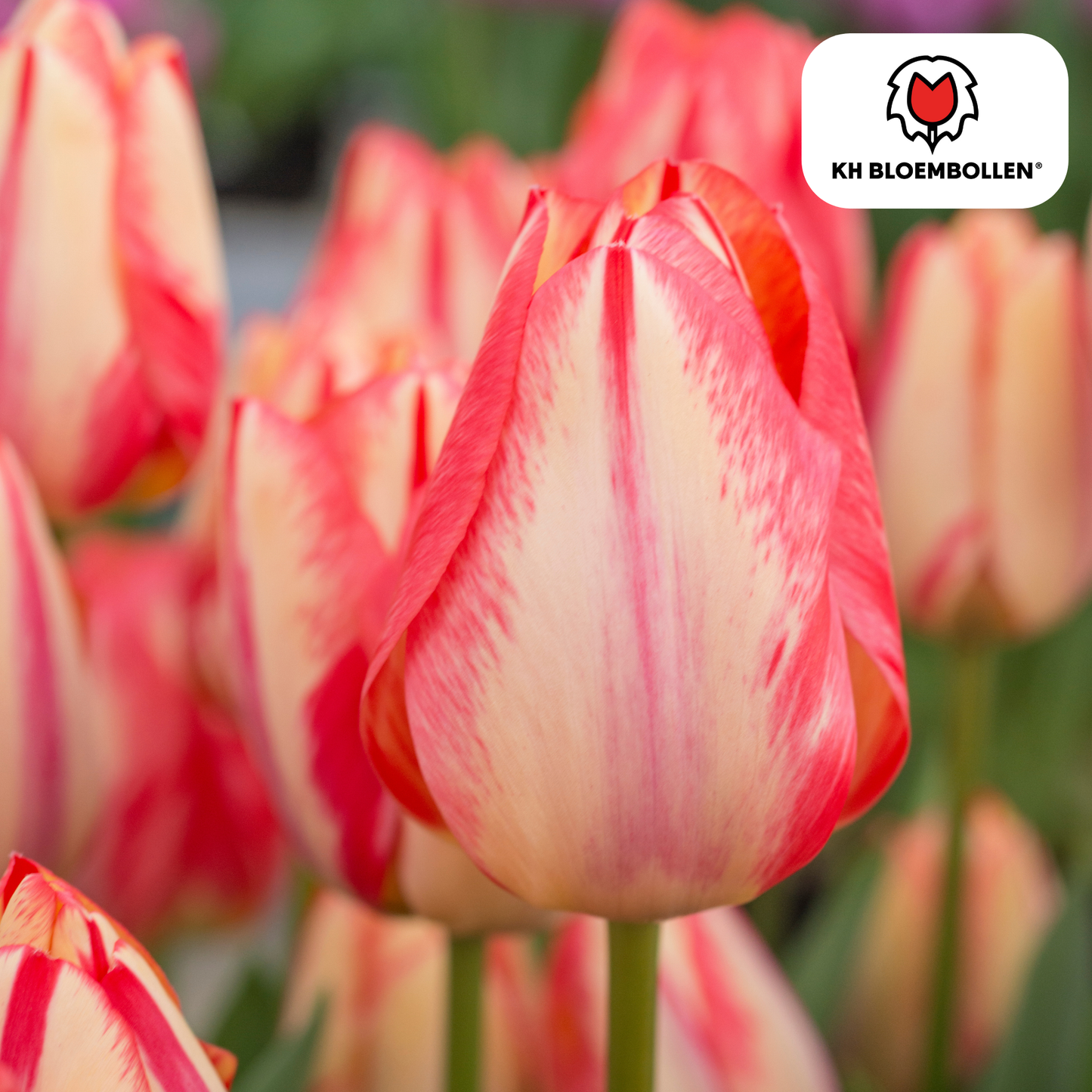 🌷 Tulpenbollen ‘Spring Break’ – Rood-Oranje Tulp (20 Stuks)
