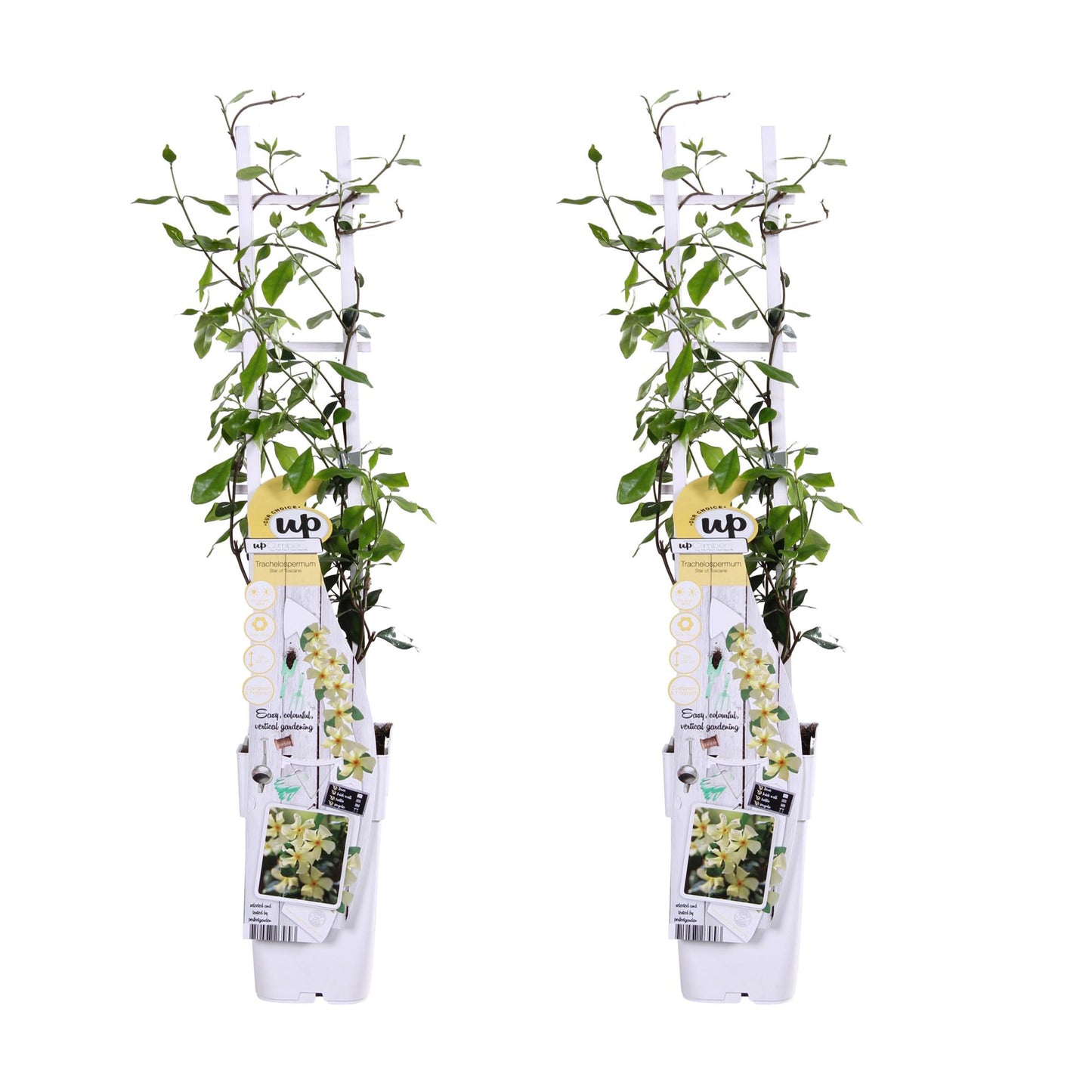🌼 Trachelospermum ‘Star of Toscana’ – Toscaanse Jasmijn Geel | (2 stuks)