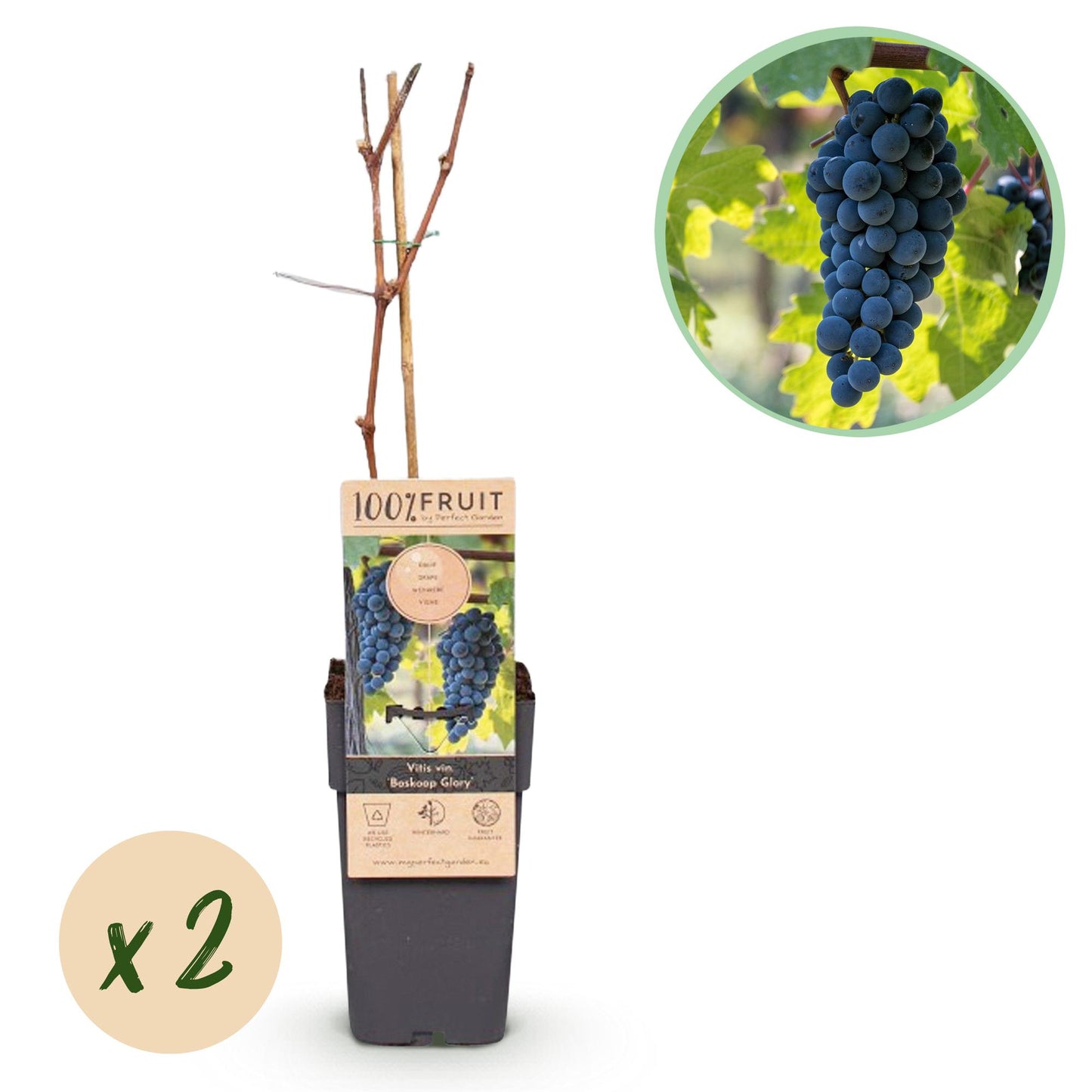 🍇 Vitis vinifera ‘Boskoop Glory’ – Blauwe Druif (2 Stuks)
