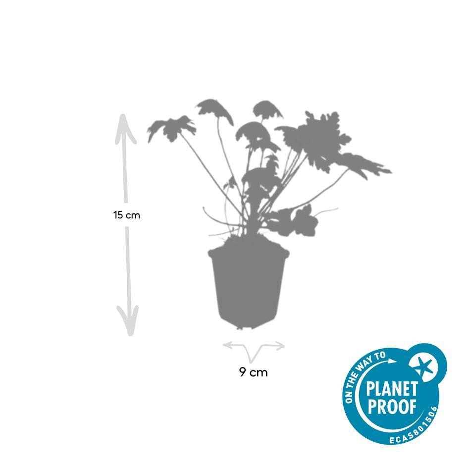 🌿 Geranium macrorrhizum ‘Spessart’ – Winterharde Geurende Bodembedekker (24 stuks)