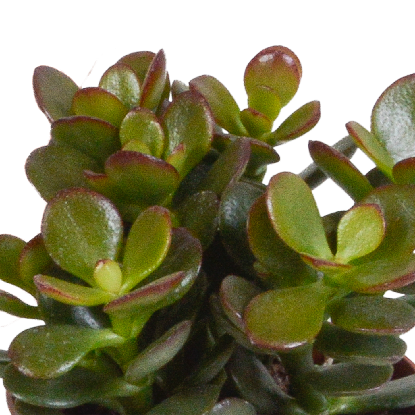 🌵 Crassula Mix Zonder pot (3 stuks)