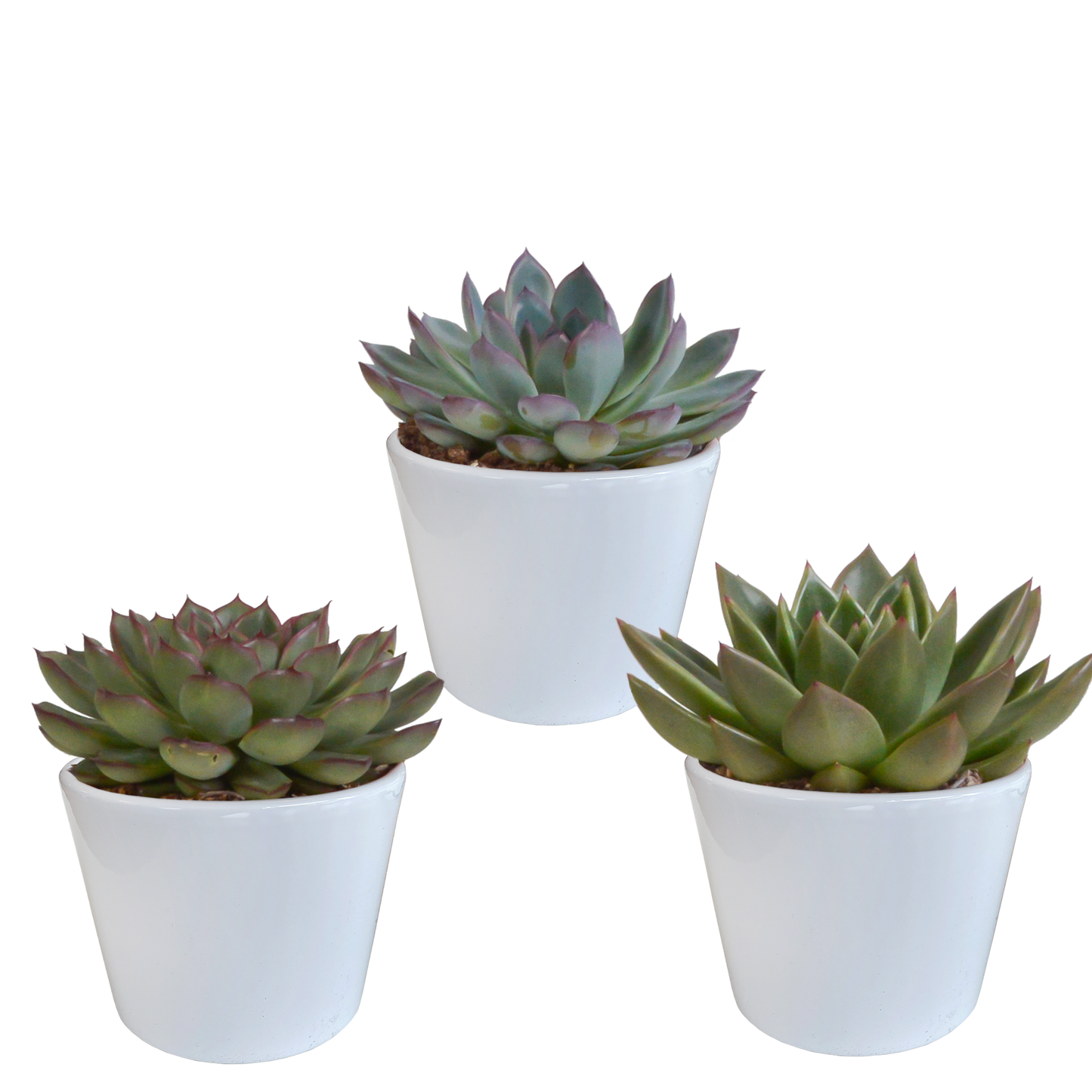 🌵 Echeveria Mix – Witte pot (3 stuks)