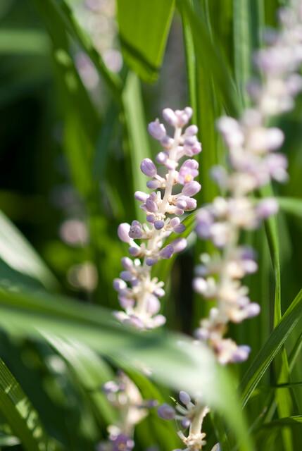 🌿 Liriope muscari 'Monroe White' | Leliegras (48 Stuks)