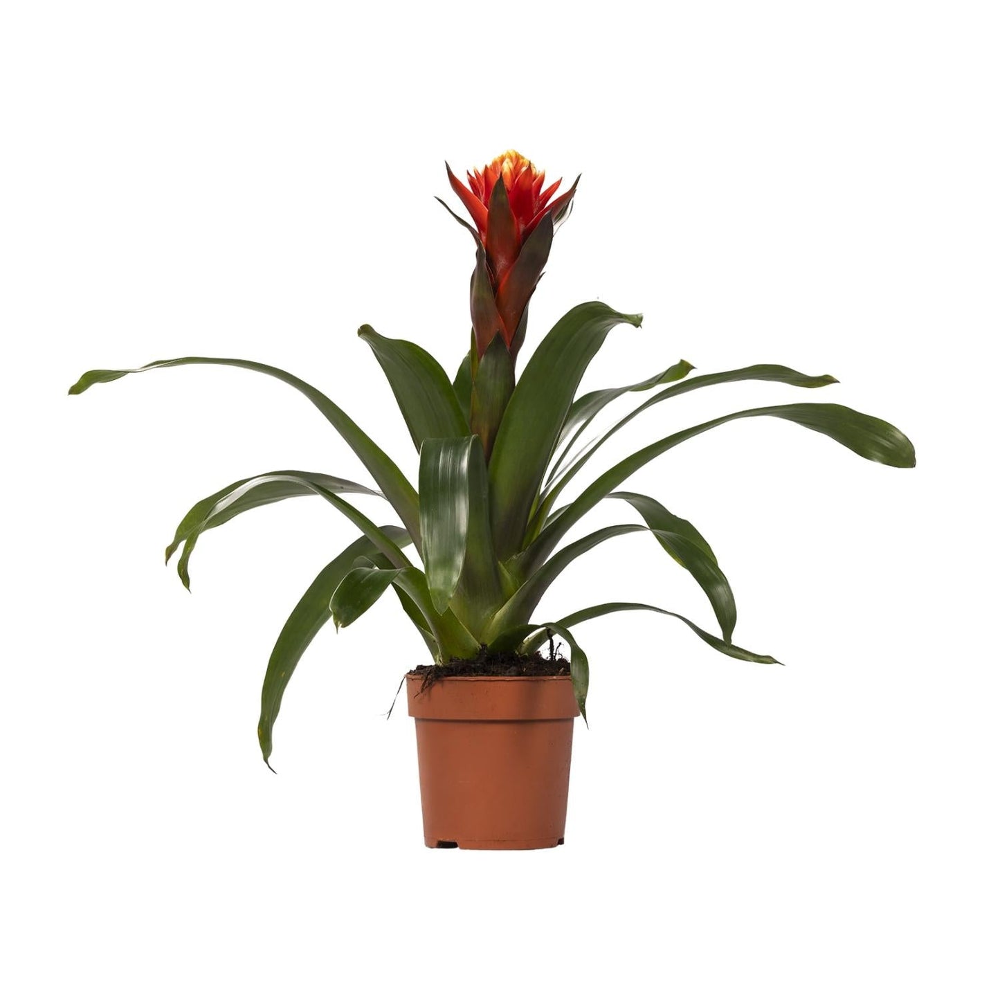 🌸 Guzmania ‘Happiness’