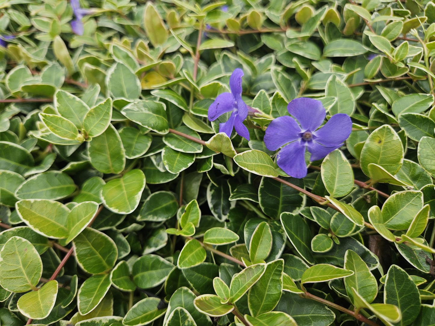 Vinca minor ‘Ralph Shugert’ – Bloeiende bodembedekker – (24 stuks)