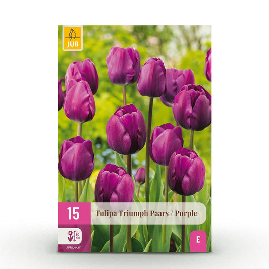💜🌷 Tulp Triumph Purple – Dieppaars (15 stuks)