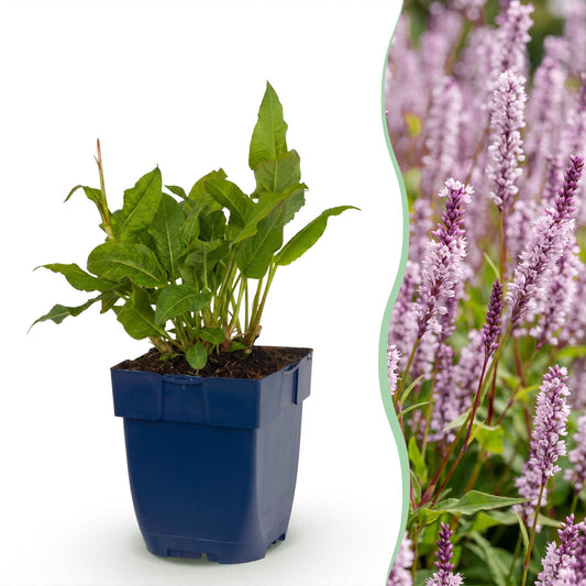 🌿 Persicaria amplexicaulis 'Rosea' – Roze Duizendknoop | 3 stuks