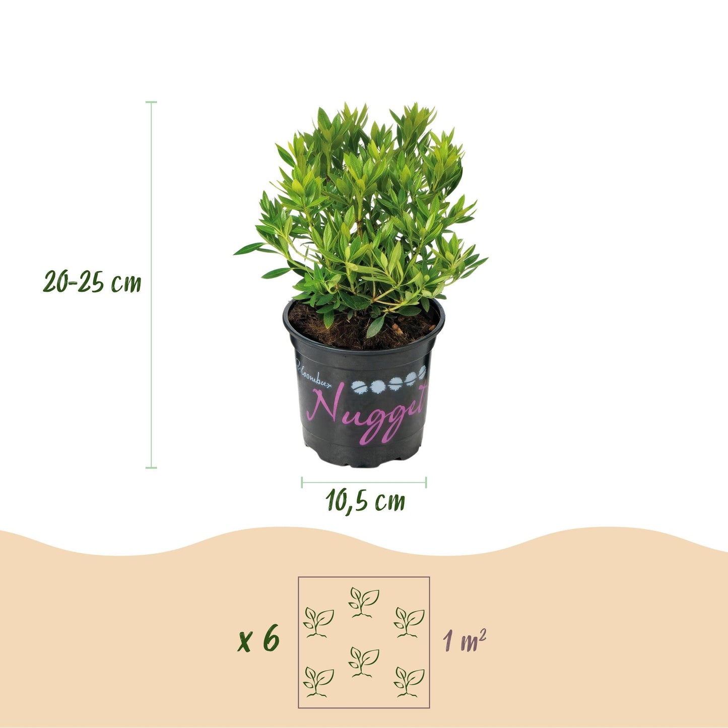 🌸 Dwerg Rhododendron ‘Bloombux Light Pink’ – Bloeiende Buxus