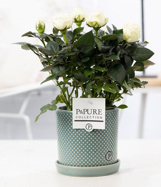 🤍 Rosa ‘White’ – Witte Kamerroos in Keramische Pot