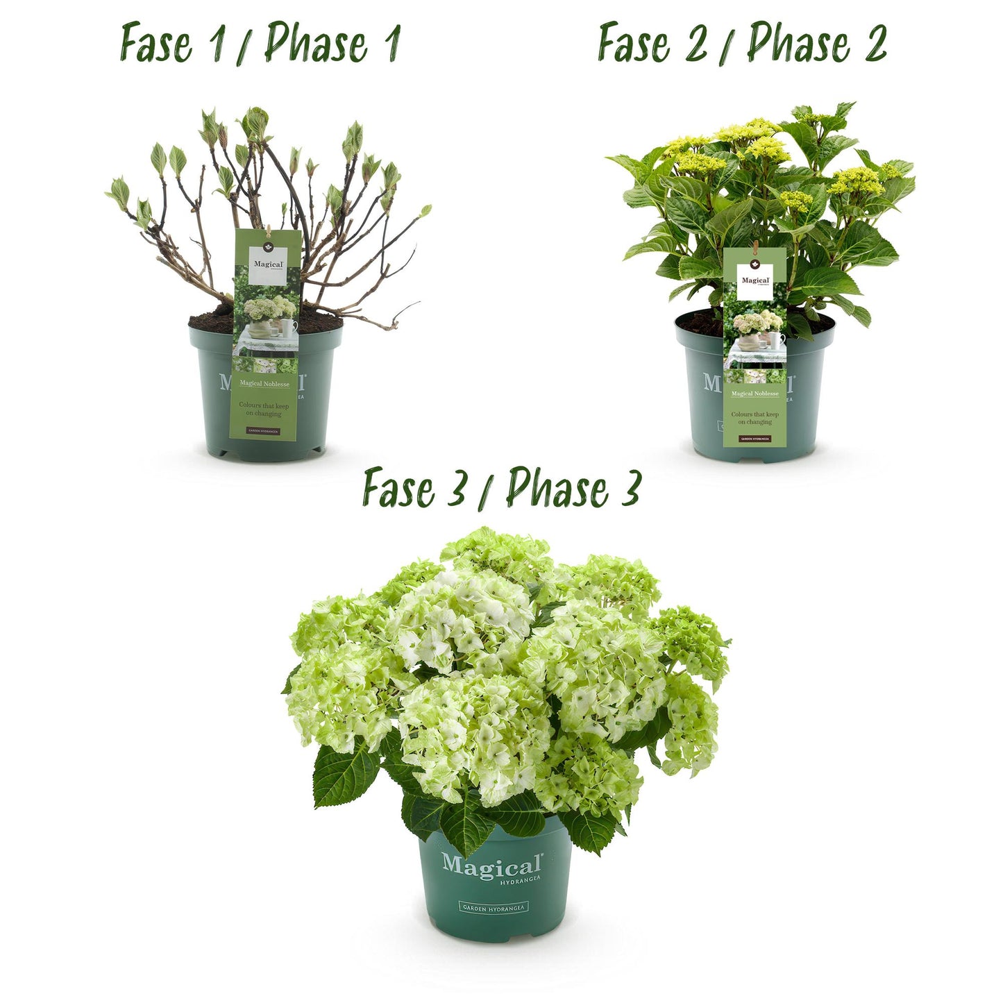 🤍 Hydrangea ‘Magical Noblesse’ – Witte Hortensia