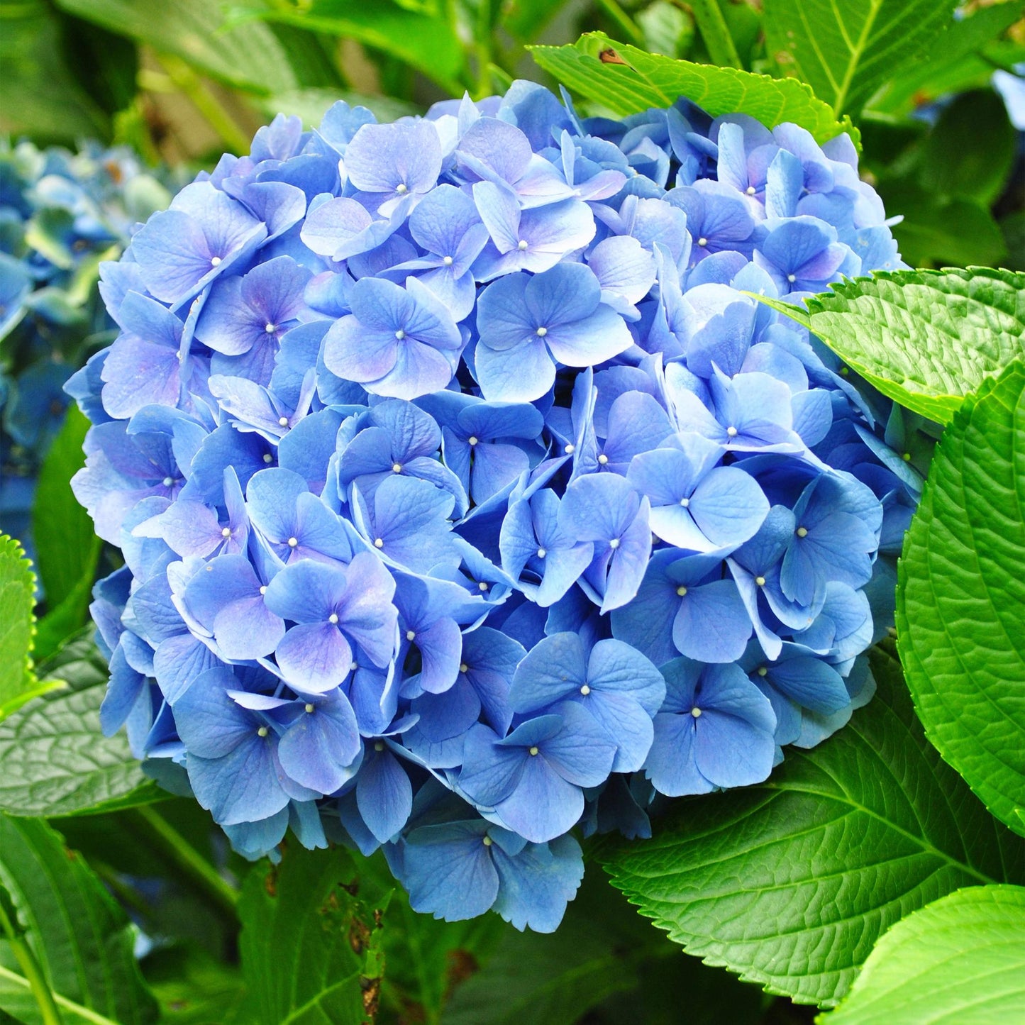 🌸 Hydrangea macrophylla – Blauwe Hortensia (3 Stuks)