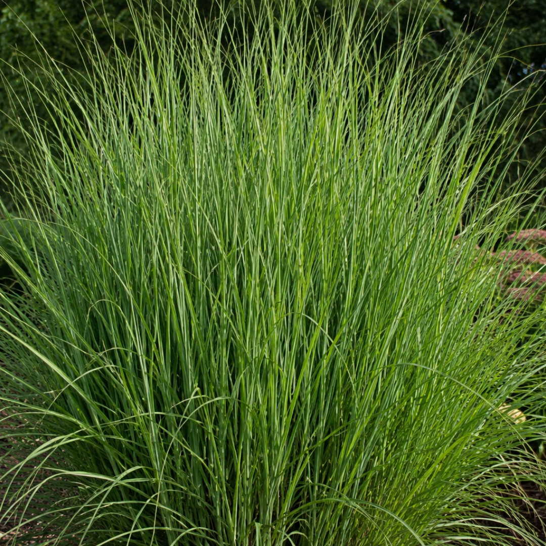 🌿 Panicum virgatum 'Northwind' – Vingergras | 3 stuks