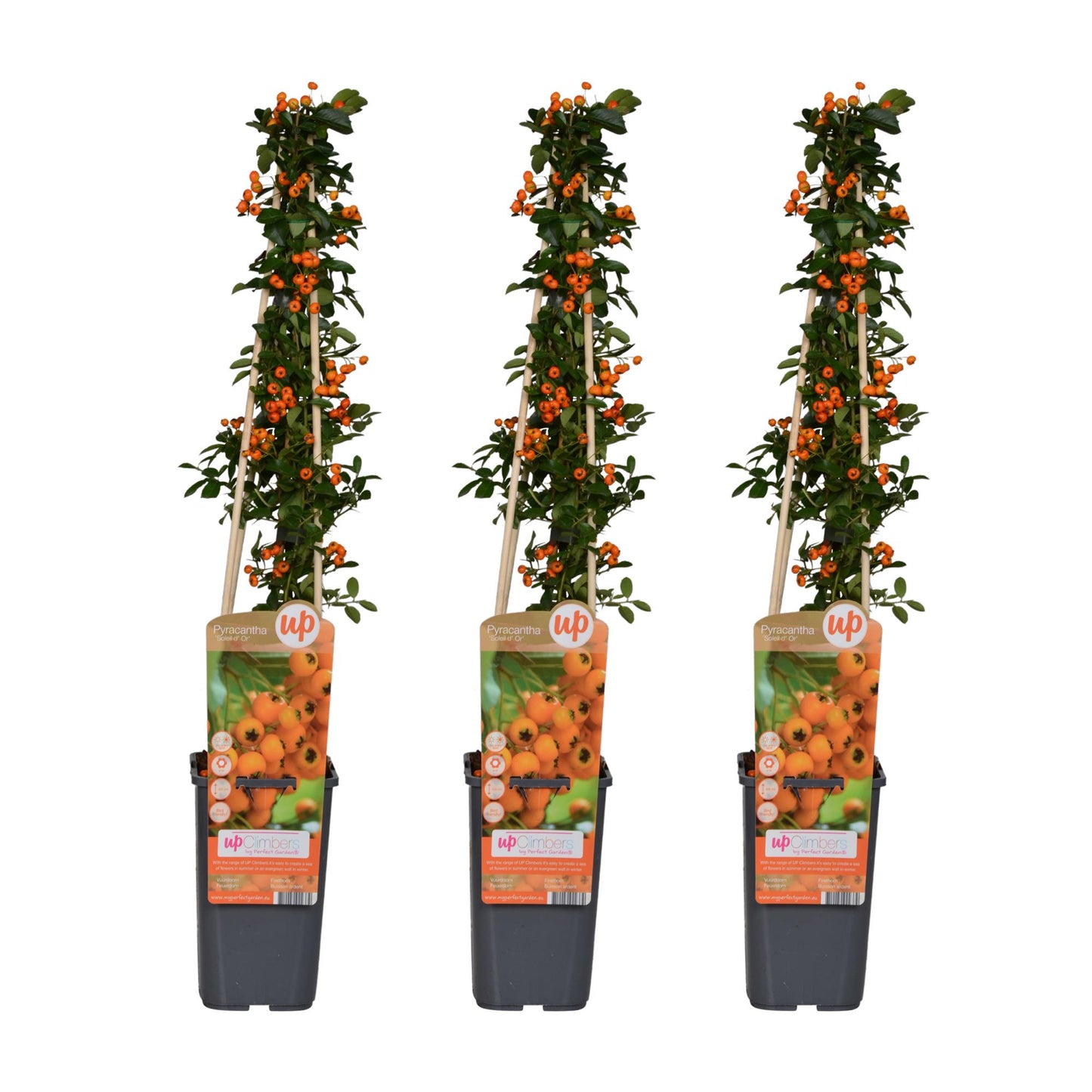 🌿 Pyracantha ‘Soleil d’Or’ – Vuurdoorn (3 Stuks)