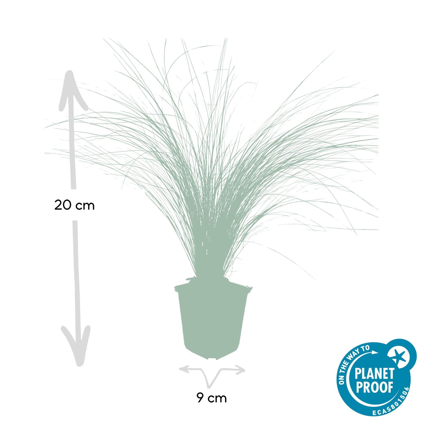 🌾 Stipa tenuissima ‘Ponytails’ – Fijnbladig Winterhard Siergras (6 stuks)