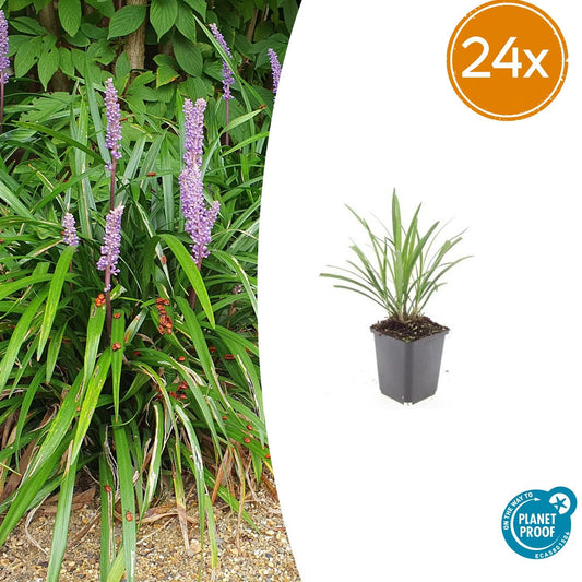 🌿 Liriope ‘Ingwersen’ – Wintergroene Bloeiende Bodembedekker (24 stuks)
