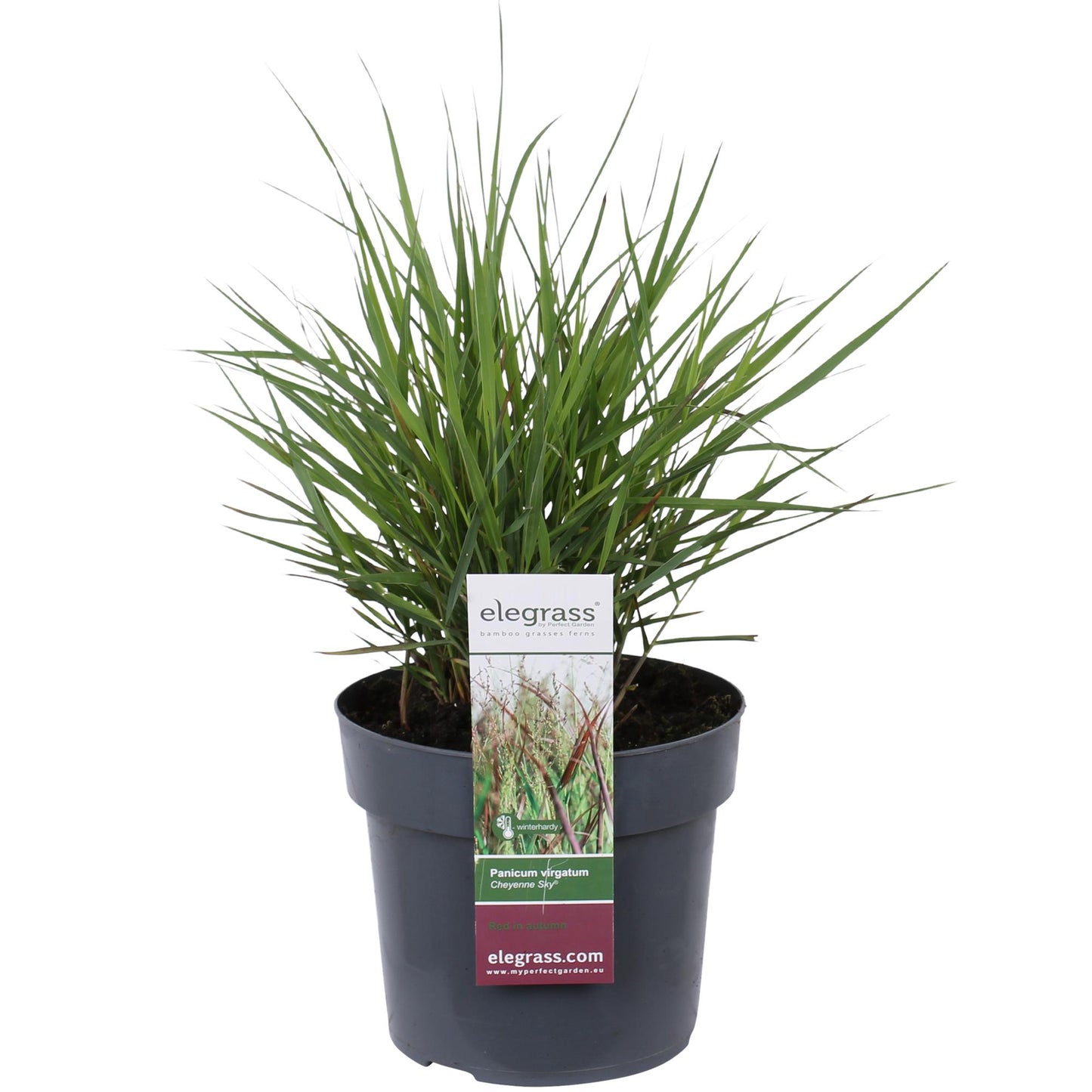 🔥 Panicum virgatum ‘Cheyenne Sky’ – Rood Siergras