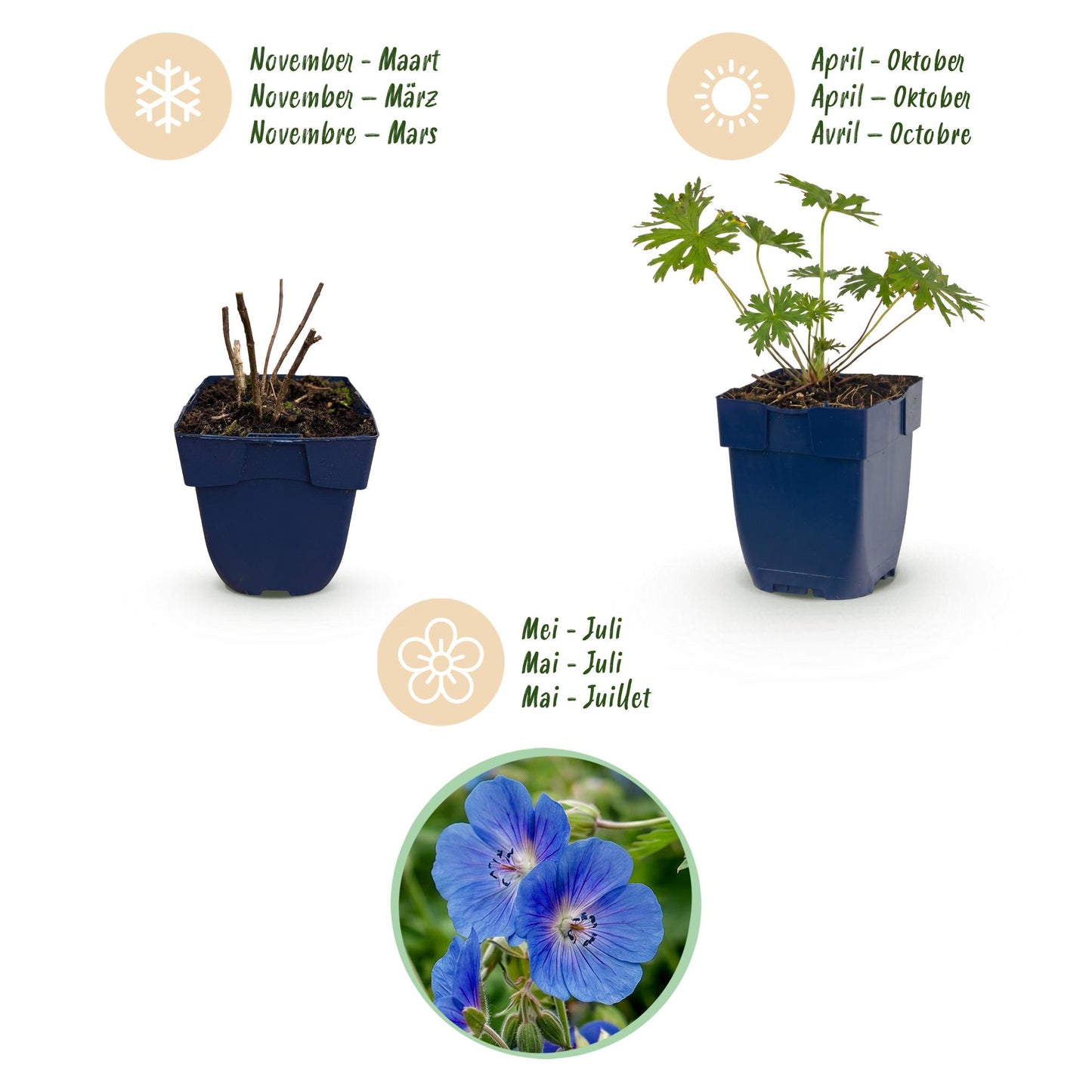 🌿 Geranium 'Johnson's Blue' – Ooievaarsbek | 3 stuks