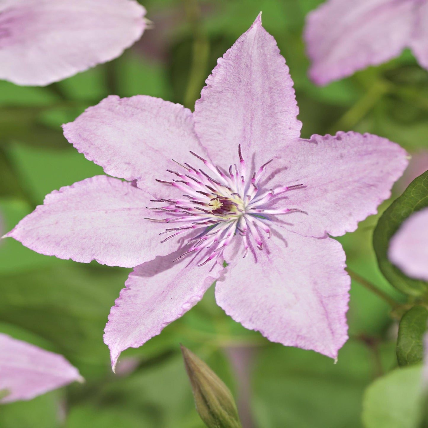 🌸 Clematis ‘Hagley Hybrid’ – Klimplant (2 Stuks)